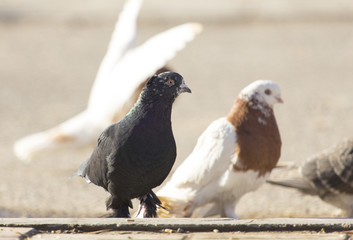 birds doves on the sidewalk