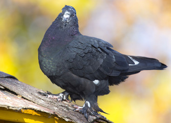 beautiful birds of pigeons on the roof of a birdhouse