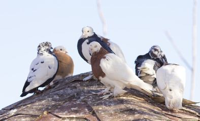 Fototapeta premium beautiful birds of pigeons on the roof of a birdhouse