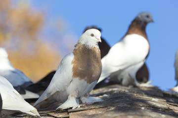 beautiful birds of pigeons on the roof of a birdhouse