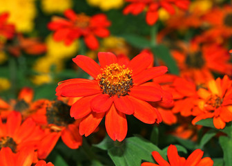 red zinnias flower