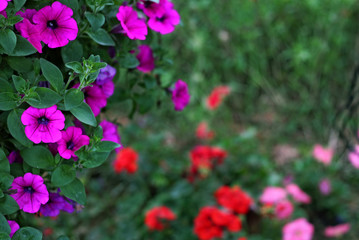 purple petunia flower