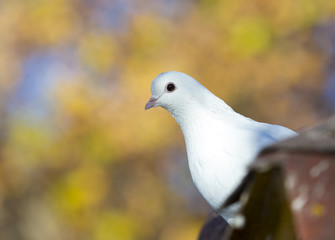beautiful birds of pigeons on the roof of a birdhouse