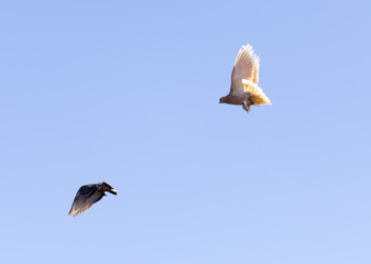beautiful birds of pigeons in the sky