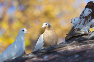 beautiful birds of pigeons on the roof of a birdhouse