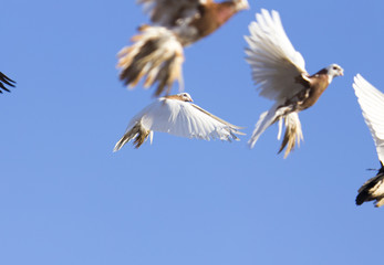 beautiful birds of pigeons in the sky