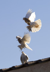 beautiful birds of pigeons on the roof against a blue sky