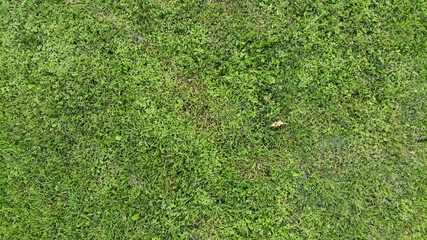 Green grass texture.