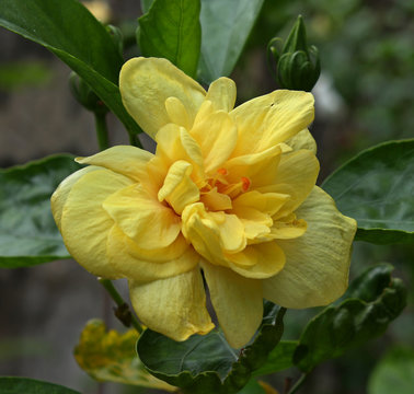 yellow hibiscus flower