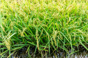 Golden rice paddy rice harvest plump paddy