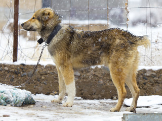 winter, red dog in the yard on the chain near his house