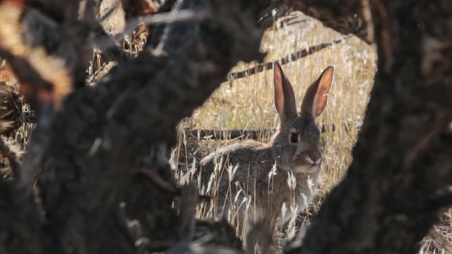 A cottontail rabbit is framed by the branches of a cholla cactus