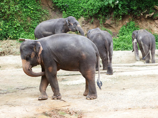 Fototapeta na wymiar Elephant family in thailand. Travel to thailand.Wild animals in National Parks
