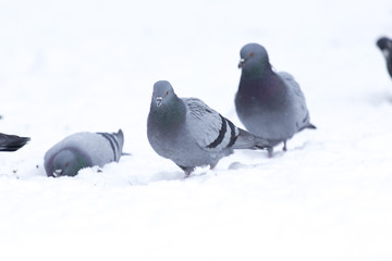 Pigeons eating on the snow