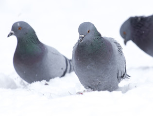 Pigeons eating on the snow