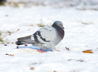 dove walking in the snow