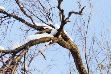 branches of trees in winter with snow