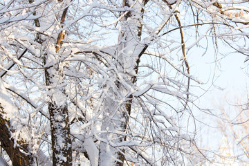 Fototapeta na wymiar branches of trees in winter with snow