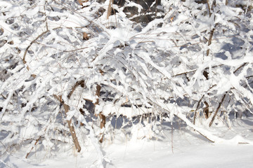 beautiful winter background, branch of a tree and snow