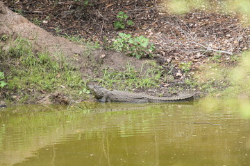 Crocodile by the riverside