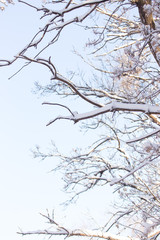 beautiful winter background, branch of a tree and snow