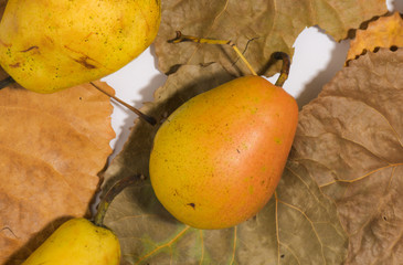Fresh pears with leaves. Autumn harvest concept