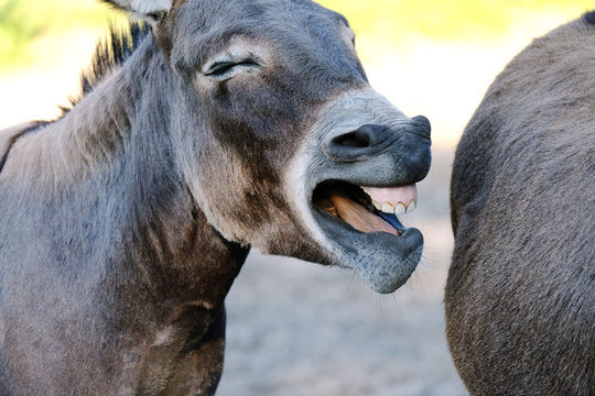 Funny donkey farm animal yawning with eyes closed, showing teeth closeup.  Stock Photo | Adobe Stock