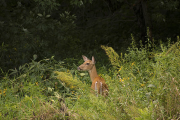 White-tailed Deer (Odocoileus virginianus) foraging by Racoon River in Guthrie Center, Iowa