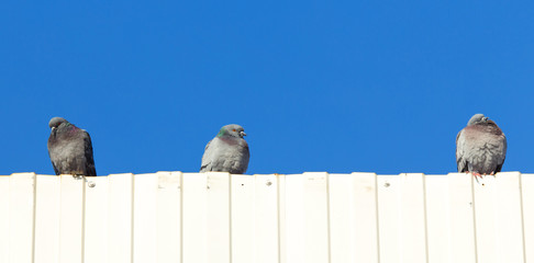 Portrait of a seated dove in the roof against the sky