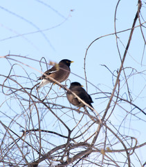 a bird of a raven sits on a tree