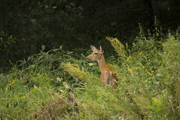 White-tailed Deer (Odocoileus virginianus) foraging by Racoon River in Guthrie Center, Iowa