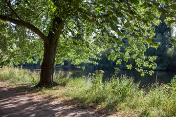 Baum an Flussufer