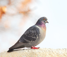 Portrait of a seated dove on a white trumpet against the sky