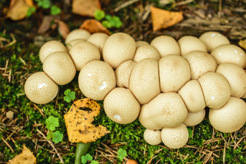 Fresh white puffballs in the forest
