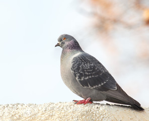 Portrait of a seated dove on a white trumpet against the sky