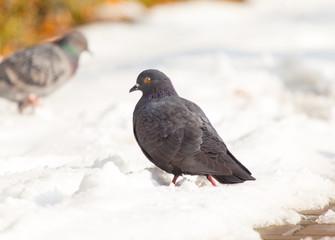 Pigeons eating on the snow