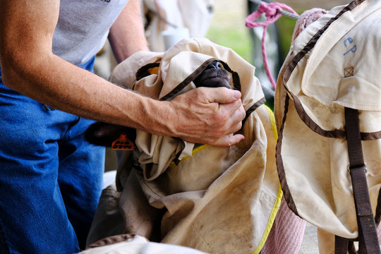 Man removing cover from lamb before sheep show at the fair.