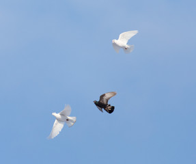 Pigeons in the sky