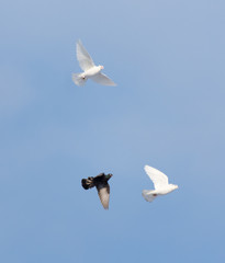 Pigeons in the sky
