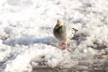 dove walking in the snow