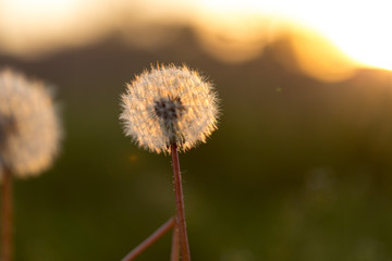 Dandelion silhouette against sunset with seeds