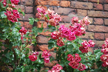 English rose brick wall