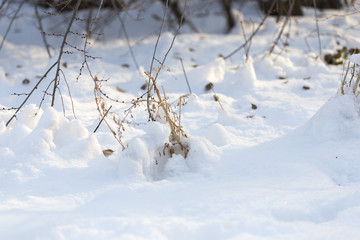 winter, cold, in the yard lies the snow