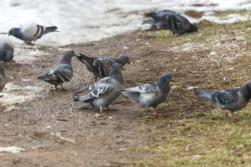 hungry pigeon eating food in the snow