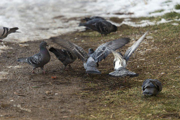 hungry pigeon eating food in the snow