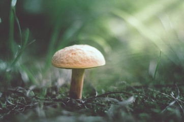 Mushroom in forest close up. Mushroom on forest scene. Mushroom with sunshine light