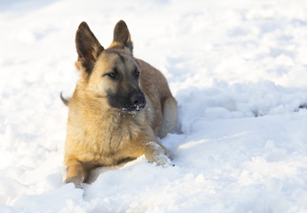 winter, red dog playing in the yard