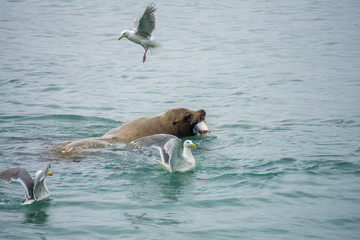 Sea lion enjoying a fresh caught salmon 