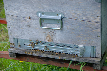 Bees at the entry of their hive