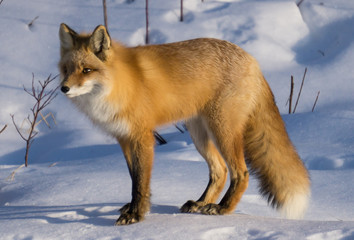 Red fox in the snow 